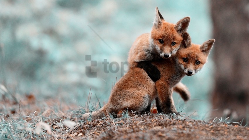 Caring Couple Cubs Warm Wallpaper Background Best Stock Photos