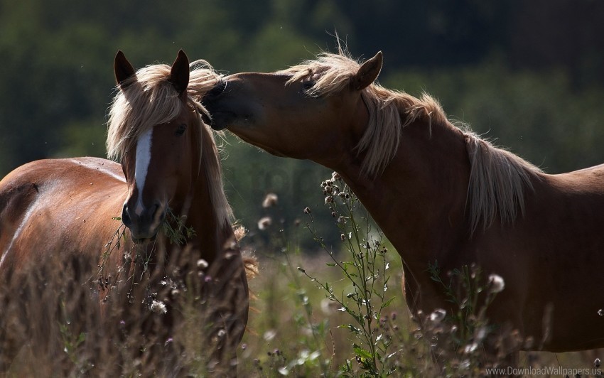Caring Couple Field Grass Horses Shade Tender Wallpaper Background Best Stock Photos