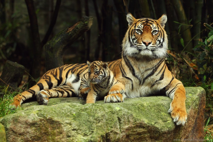 Caring Couple Lying Down Tiger Tiger Cub Wallpaper Background Best Stock Photos