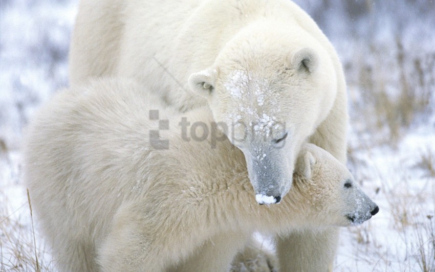 Caring Cub Fur Polar Bear Snow Wallpaper Background Best Stock Photos