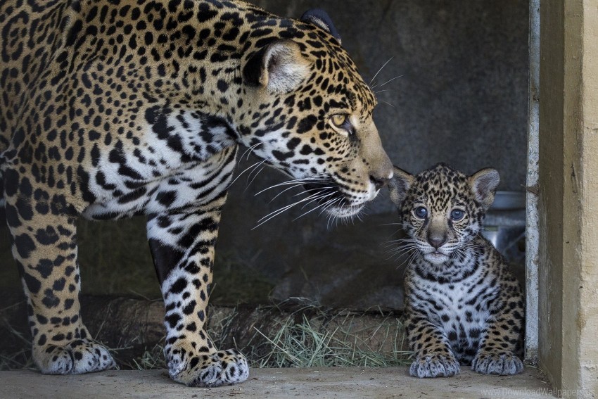Caring Cub Jaguar Mother Wallpaper Background Best Stock Photos