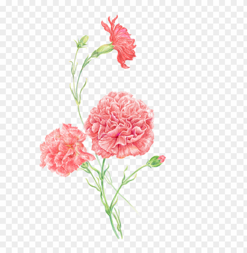 carnation clip art women flower pink,mothers day,,transparent png