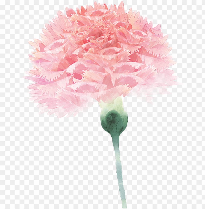 carnation flower floral design pink,mothers day,,transparent png