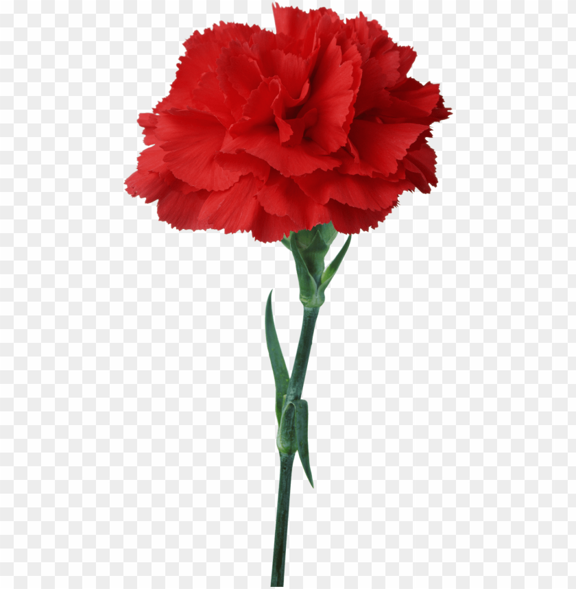 carnation flower red floristry- carnation flower red floristry, mother day