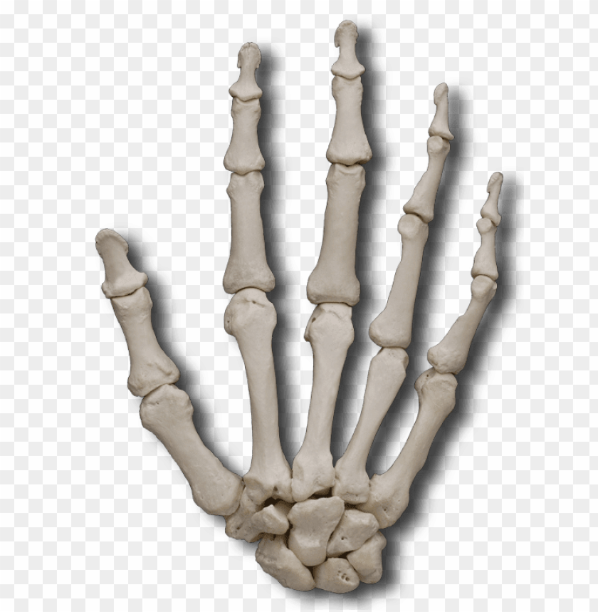 people, bones of the body, carpal bones, 