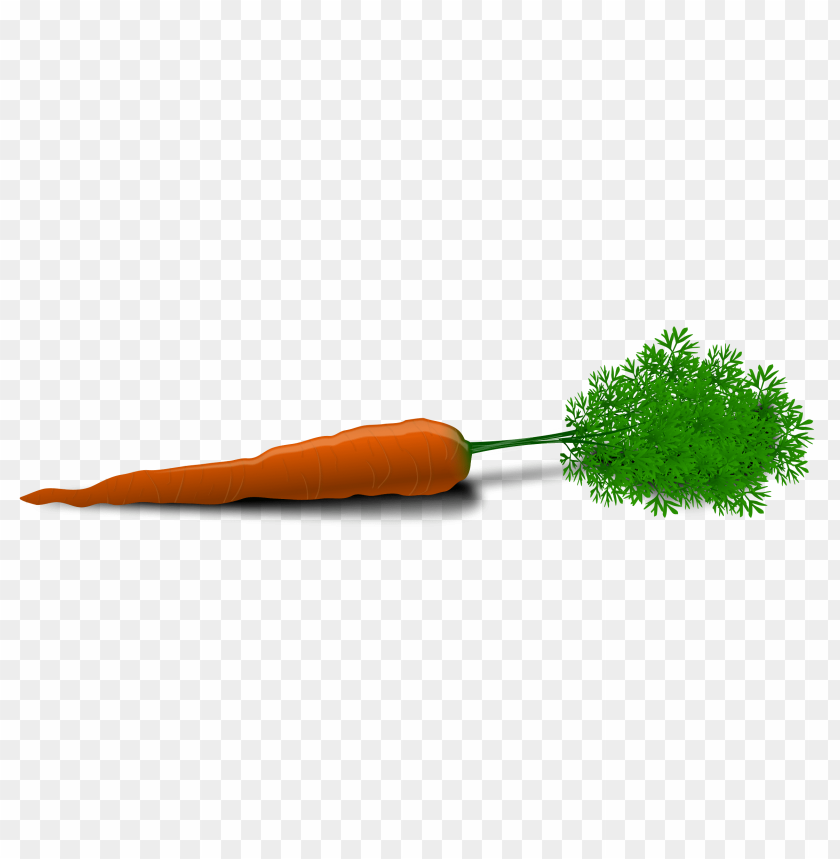 
carrot
, 
domestic carrot
, 
fast-growing
, 
carrots
