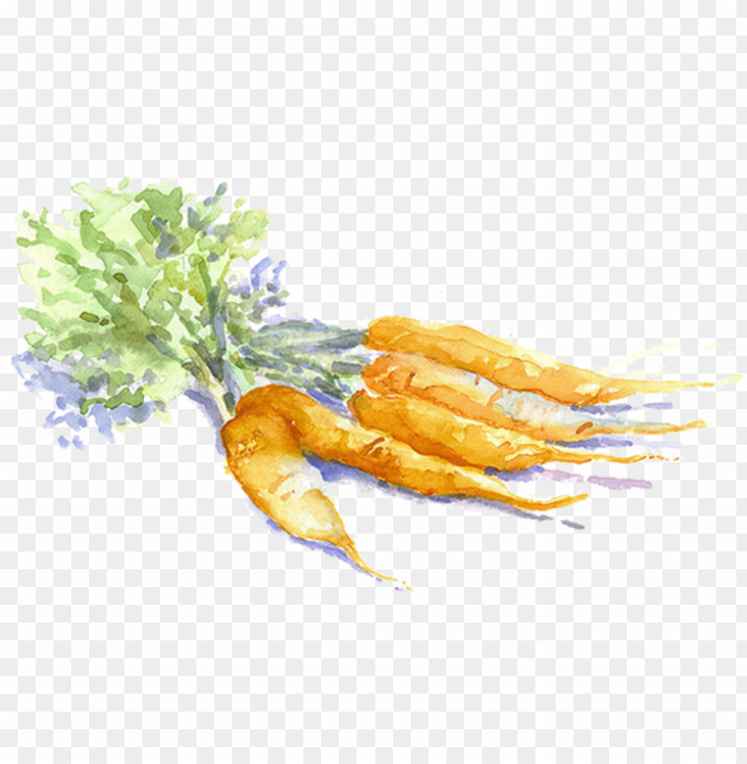 vegetable, watercolor flower, paint, water color, carrot, watercolor flowers, dirty