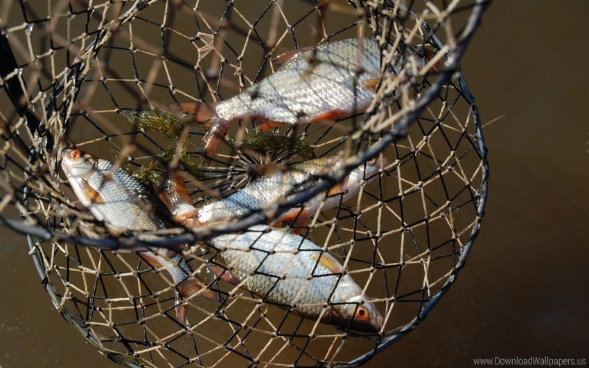 cart catch fish fishing grid macro wallpaper background best stock photos - Image ID 160728
