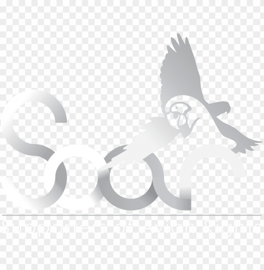 beak, phoenix bird, twitter bird logo, big bird, bird wings, flappy bird pipe