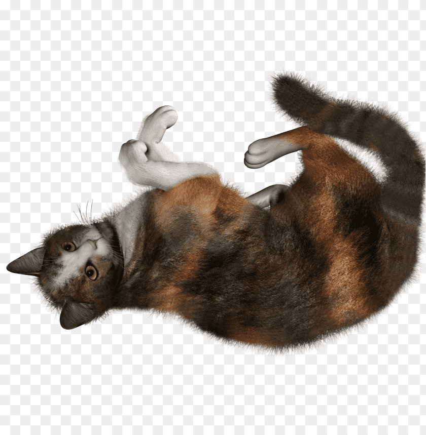 Cat Png Images Background - Image ID 1004