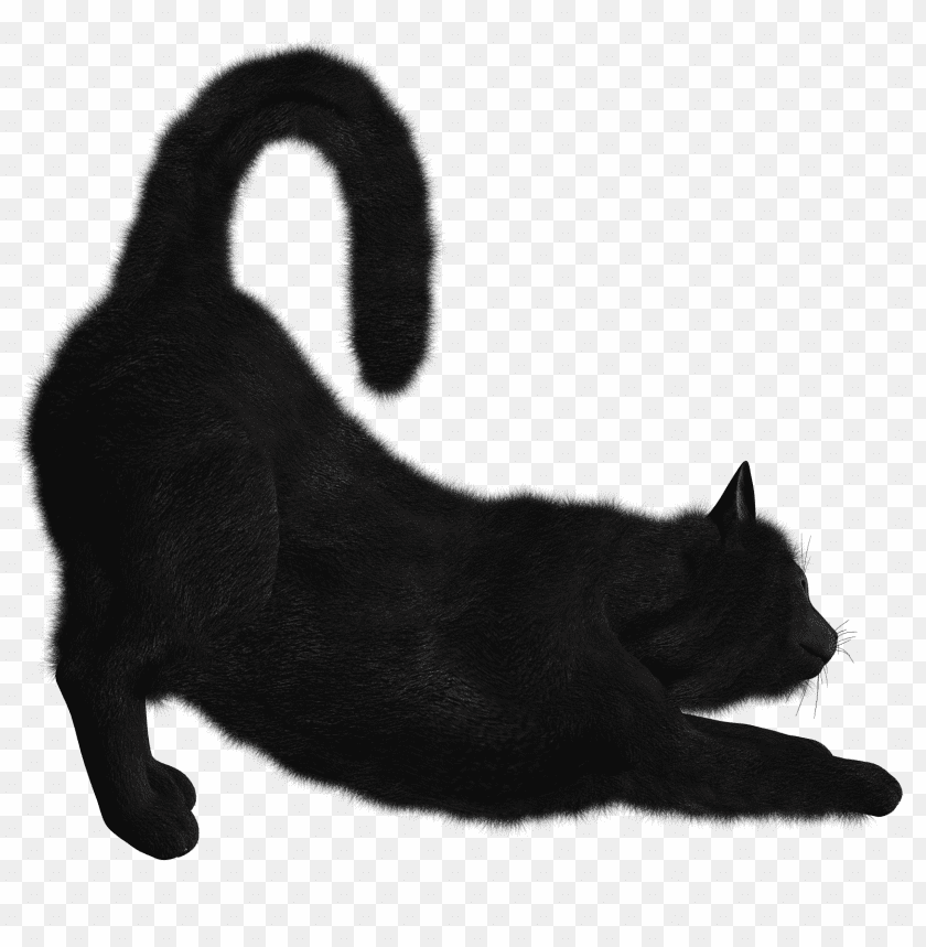 Download Cat Png Images Background