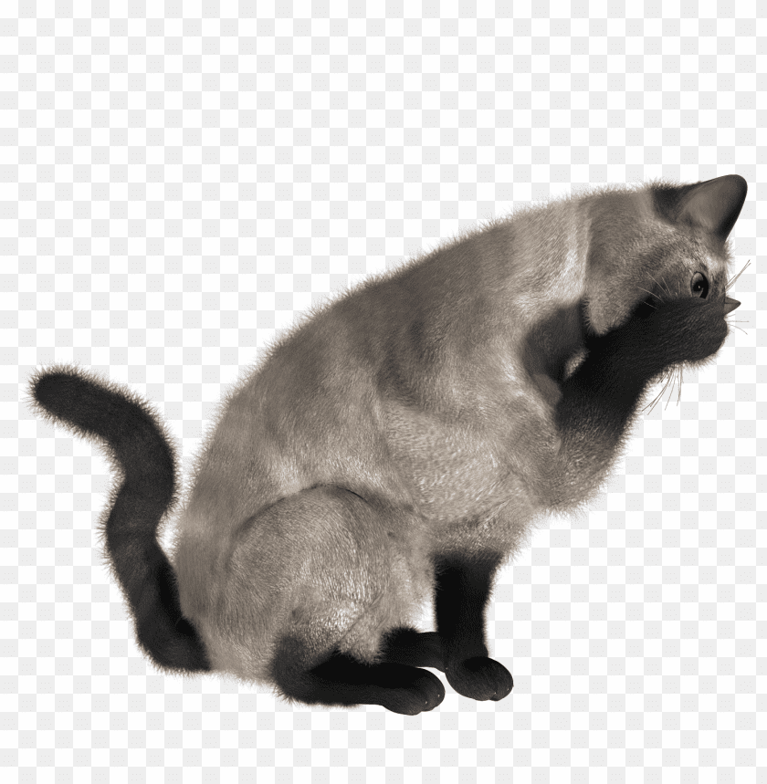 Download cat png images background@toppng.com