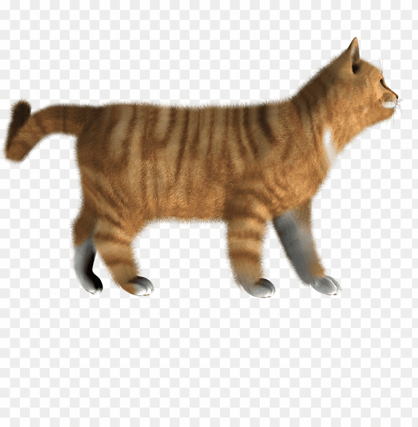 cat png images background - Image ID 1013