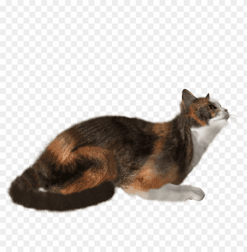 Cat Png Images Background - Image ID 1017