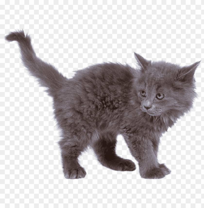 Cat Png Images Background - Image ID 1020