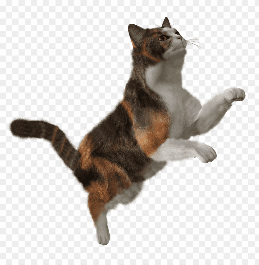 cat png images background - Image ID 1023