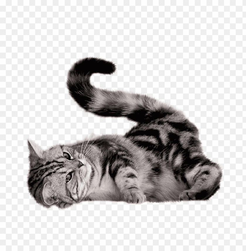 Cat Png Images Background - Image ID 1024
