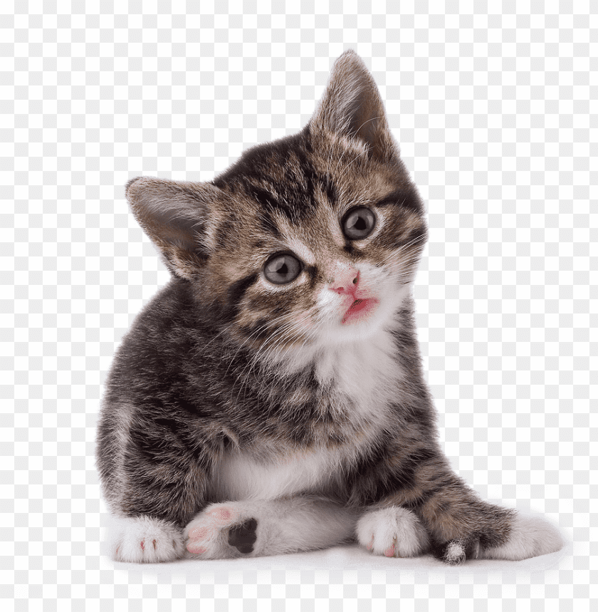 Cat Png Images Background - Image ID 1025