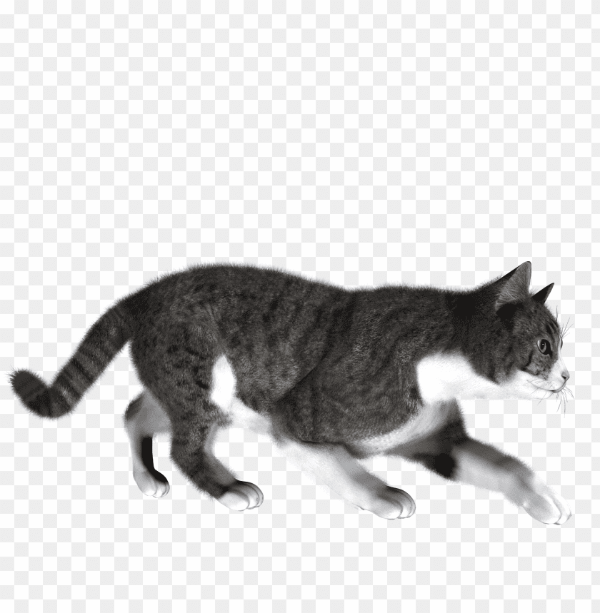 Cat Png Images Background - Image ID 1027