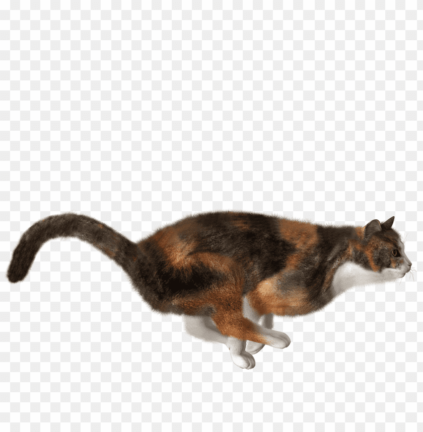 cat png images background - Image ID 1028