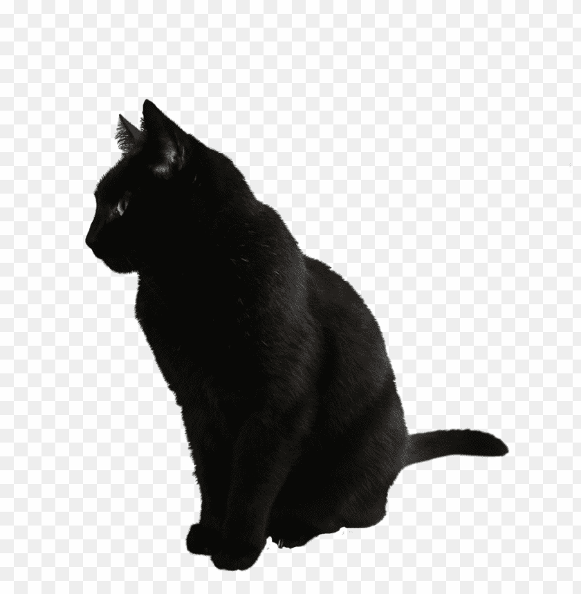 free PNG Download cat png images background PNG images transparent