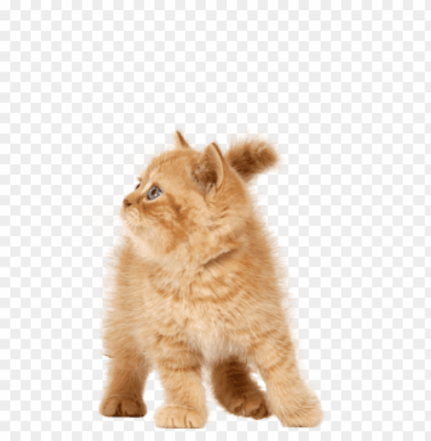 cat png images background - Image ID 1031