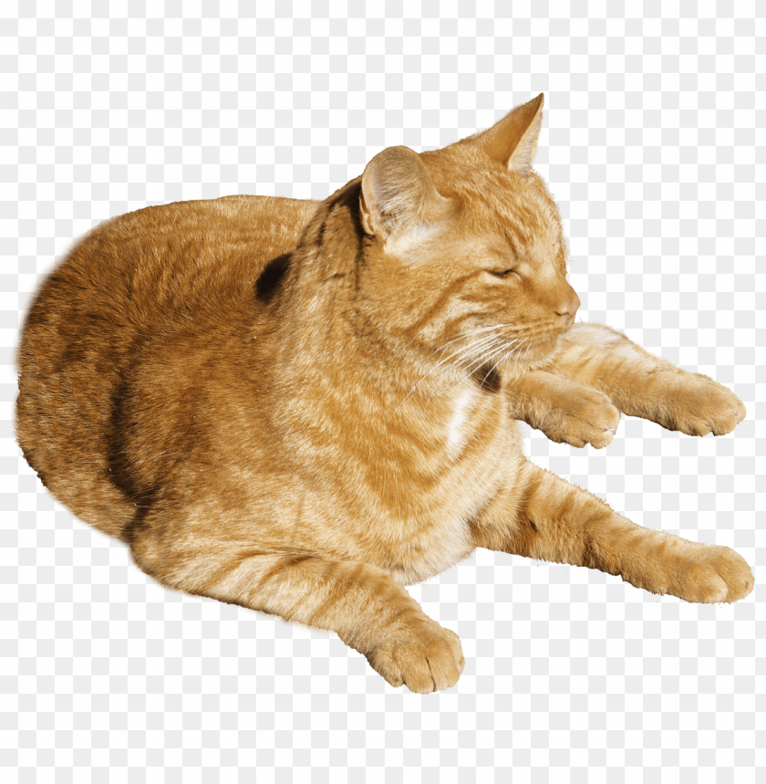 cat png images background - Image ID 5738