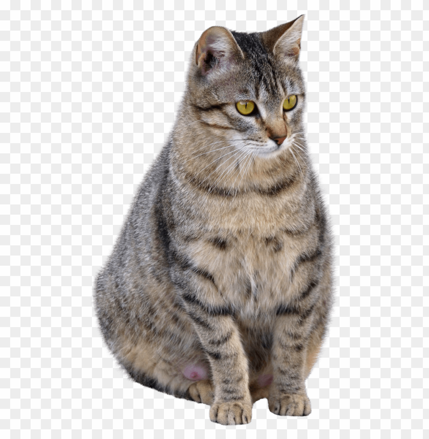 cat png images background - Image ID 5762