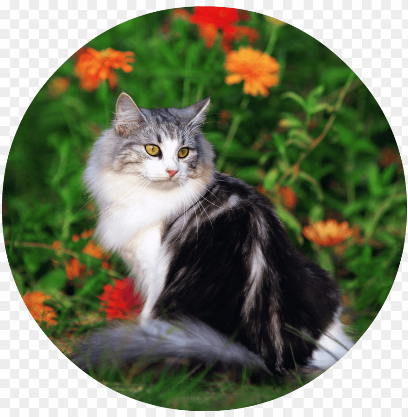 cat PNG transparent with Clear Background ID 76247