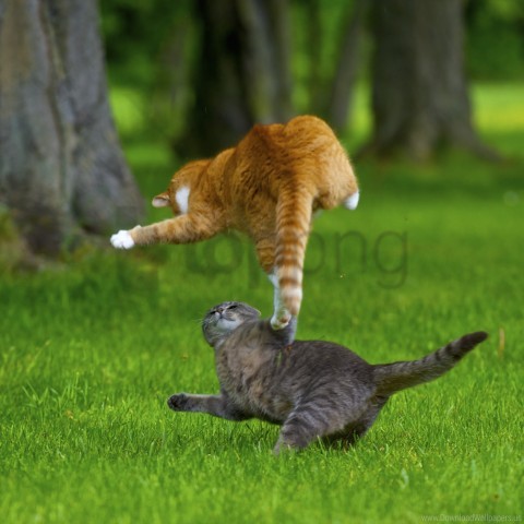 cat attacks grass lawn wallpaper background best stock photos - Image ID 161929