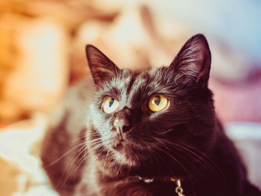 cat, black, glance, muzzle, pet
