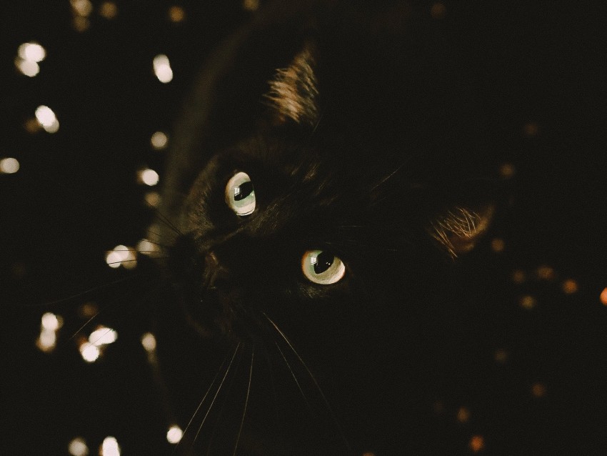 cat, black, glance, pet, animal
