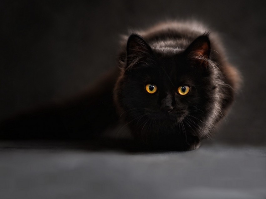 cat, black, maine coon, eyes, looks