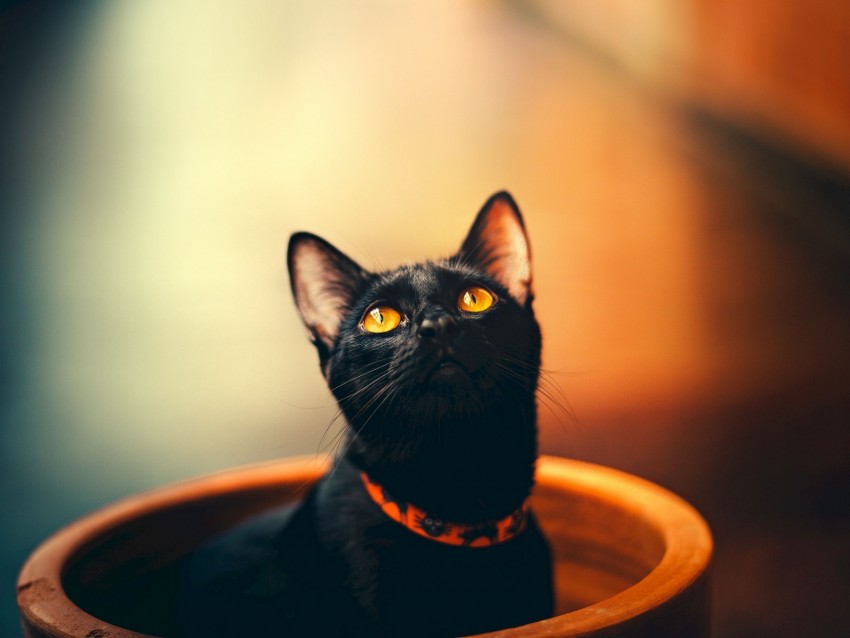cat, black, sight, collar