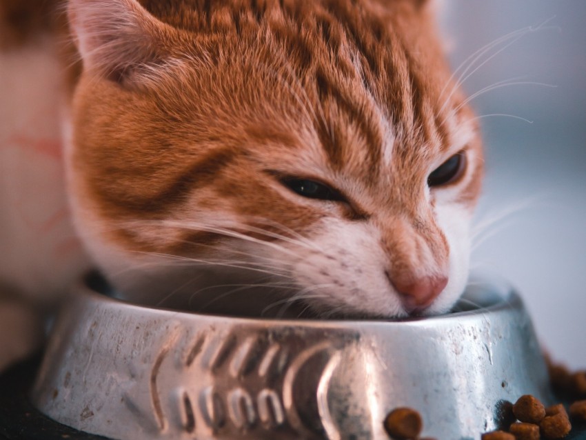 cat, bowl, food, muzzle, red