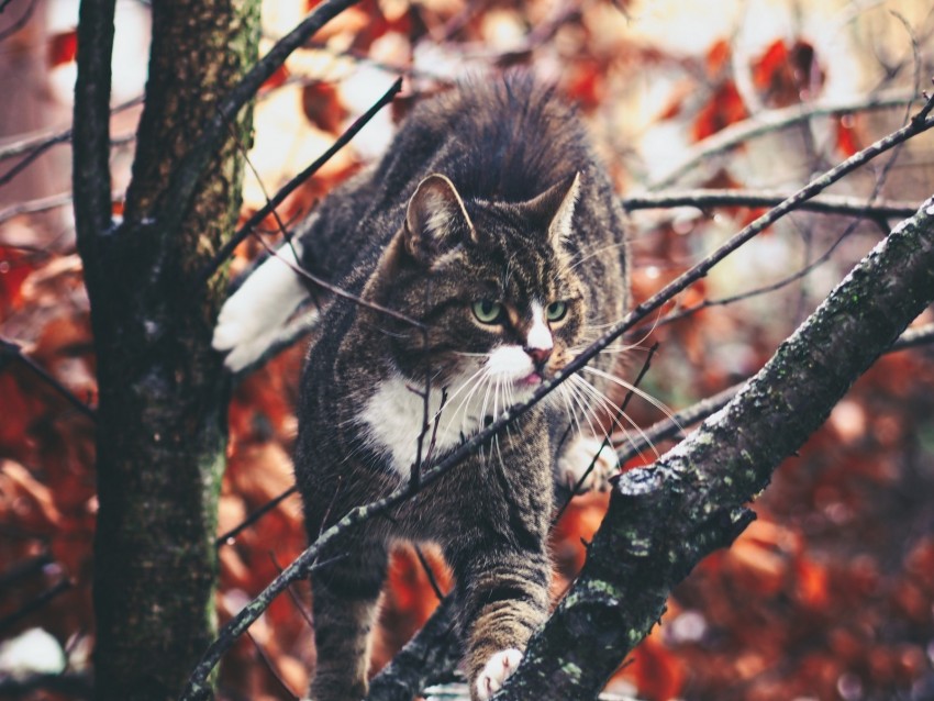 cat, branches, climb, curiosity, walk