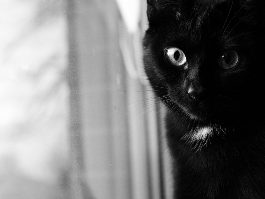cat, bw, muzzle, black cat, eyes