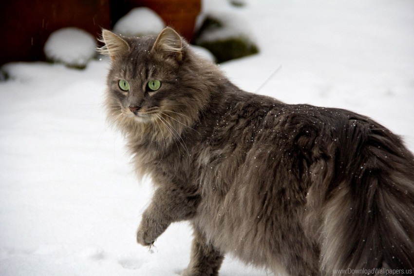 cat caution furry walk wallpaper background best stock photos - Image ID 160585
