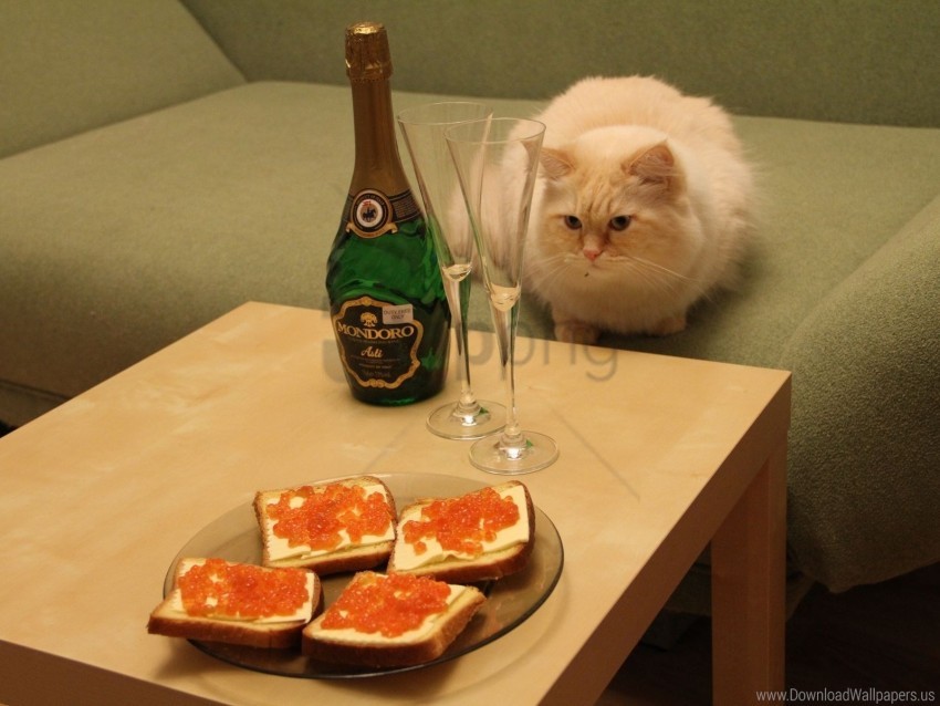 cat, caviar, champagne, sandwiches, sofa, table, wine glasses wallpaper background best stock photos@toppng.com