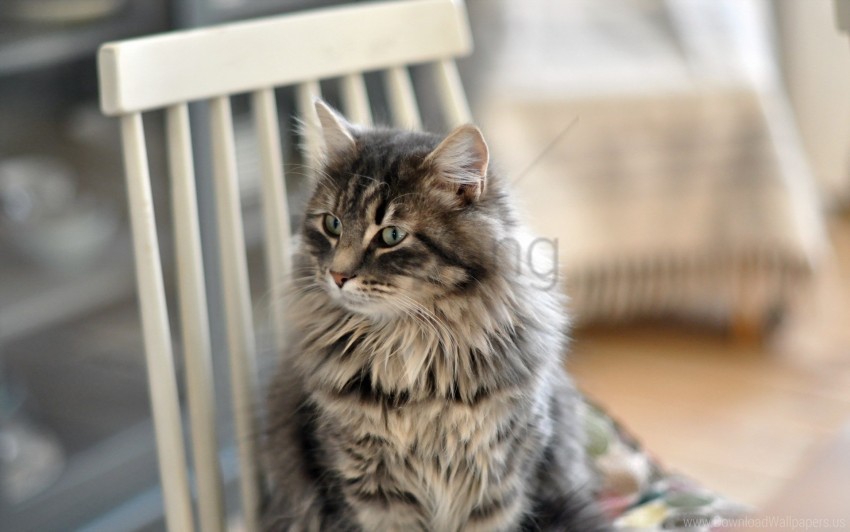 cat chair furry sit wallpaper background best stock photos - Image ID 160883