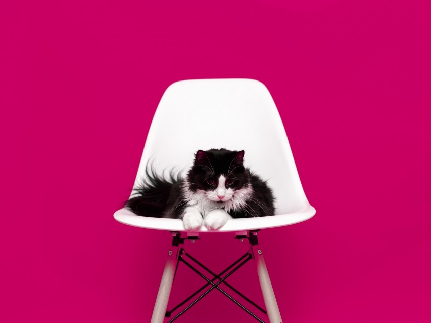 cat, chair, photo shoot, model, fluffy