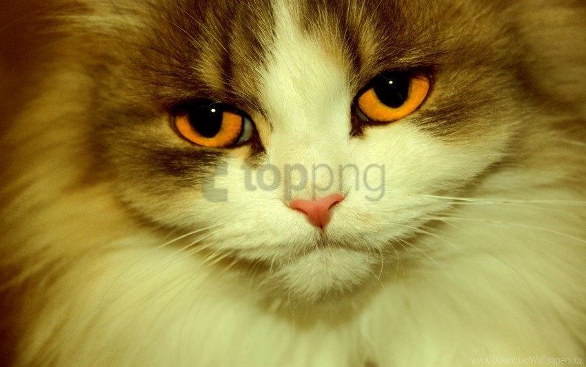 cat charming eyes face furry wallpaper background best stock photos - Image ID 160239