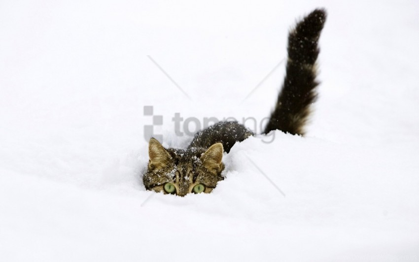 Cat Climbing Playful Snow Tail Wallpaper Background Best Stock Photos Toppng - rey cat roblox cat tail code png image with transparent