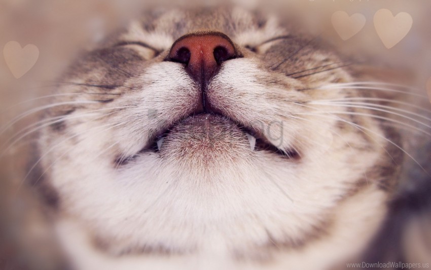 cat close up face nose smile wallpaper background best stock photos - Image ID 158798
