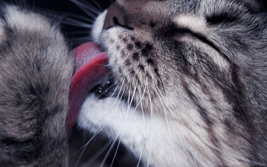 Cat Closeup Face Lick Paw Tongue Wallpaper Background Best Images, Photos, Reviews