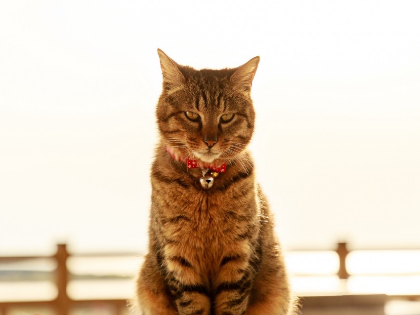 cat, collar, bells, glance, pet