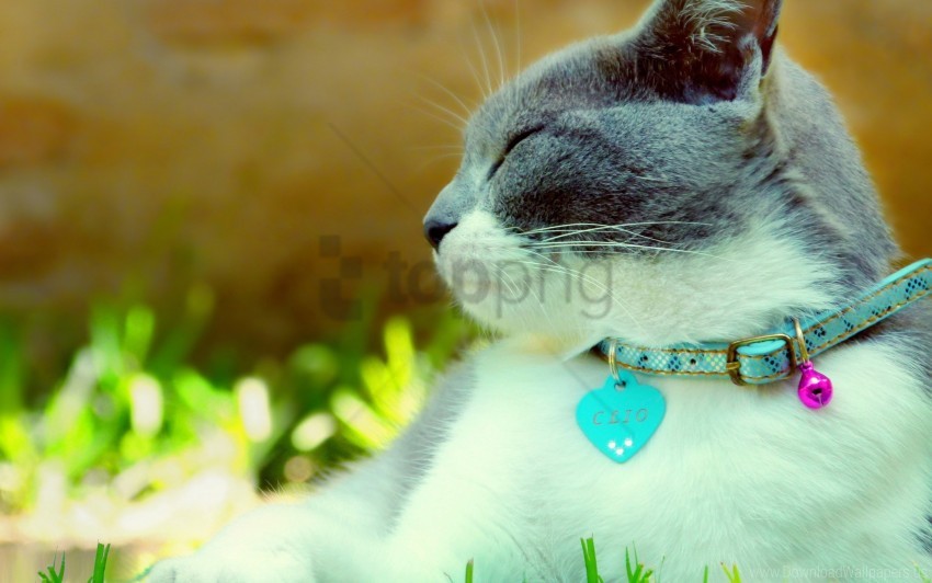 cat collar dazzling light spotted wallpaper background best stock photos - Image ID 160161