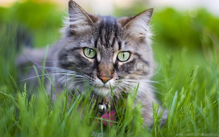 cat collar face furry grass wallpaper background best stock photos - Image ID 160137