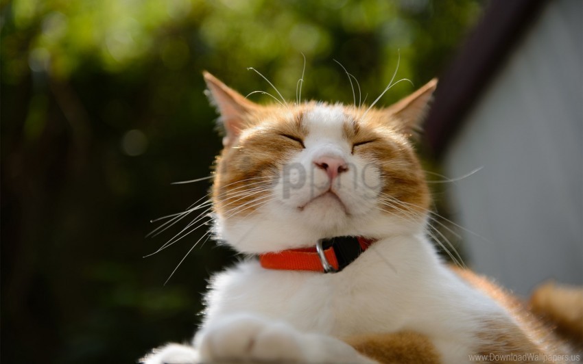 cat collar face squint wallpaper background best stock photos - Image ID 160695