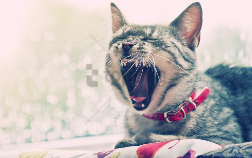 Cat Collars Face Yawn Wallpaper Background Best Stock Photos Toppng - roblox face yawn